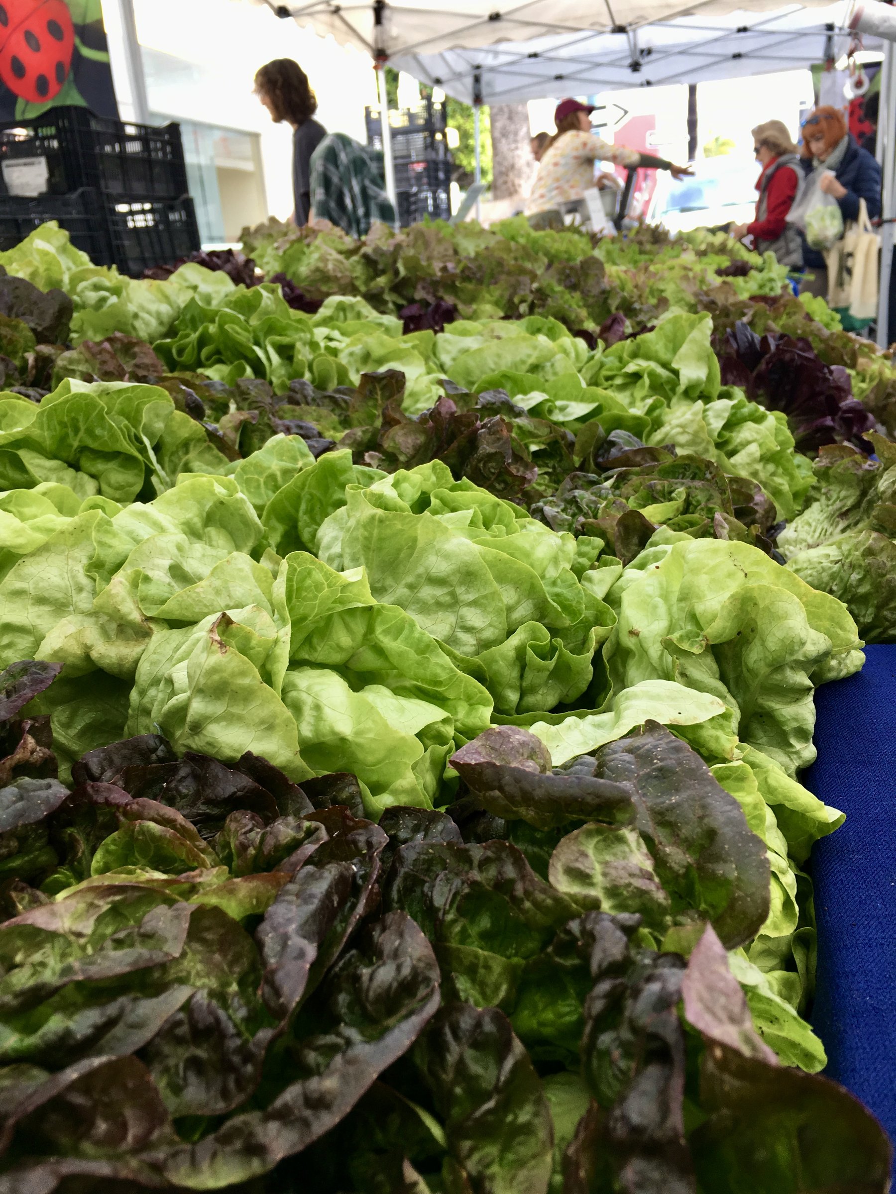Lettuces at the farmers market